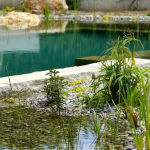 Piscine naturelle La Cadière - Les bassin de filtration et le bassin de baignade